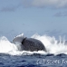 whale_humpback_h_00392_dom2439.jpg